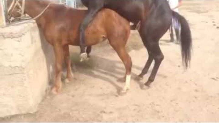 Как спариваются лошади: процесс осеменения