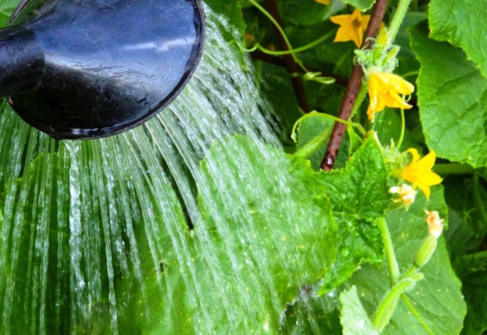Как поливать огурцы (в теплице и в открытом грунте): сколько раз и как часто, сроки полива, какой водой лучше поливать?