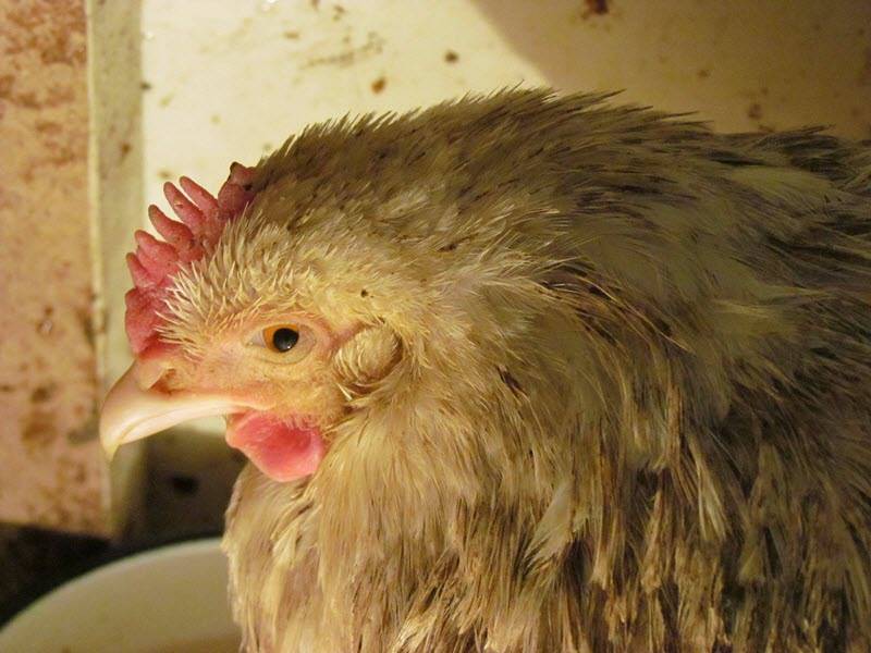 Чем могут болеть куры и цыплята в домашнем хозяйстве?