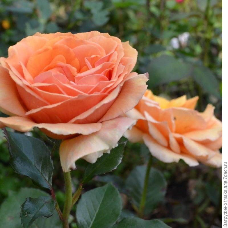 Роза ашрам: описание и фото сорта, цветение растения, уход за ним и размножение, возможные вредители и болезнидача эксперт