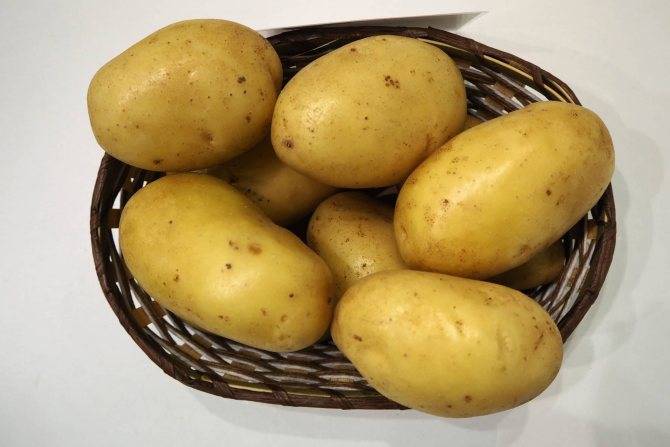 Объединивший в себе все лучшие качества картофеля — минерва: описание сорта и характеристика