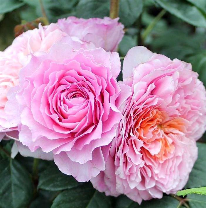 Роза сорта сантана - описание, характеристики, правила ухода | розоцвет