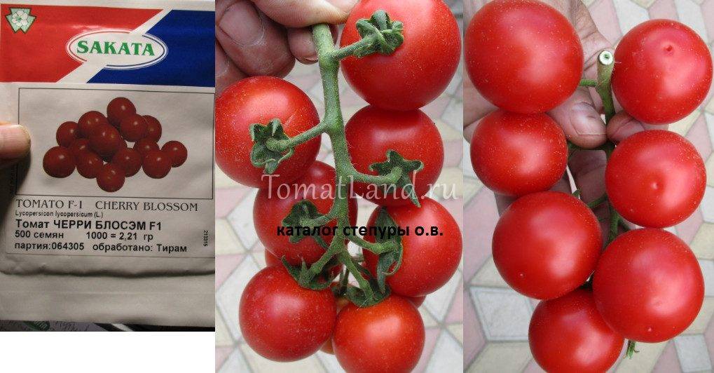Гибрид томата «черри блосэм f1»: фото, отзывы, описание, характеристика, урожайность
