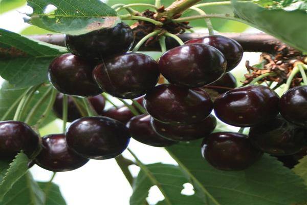 Черешня наполеон – многоликий южный сорт с вкусными плодами