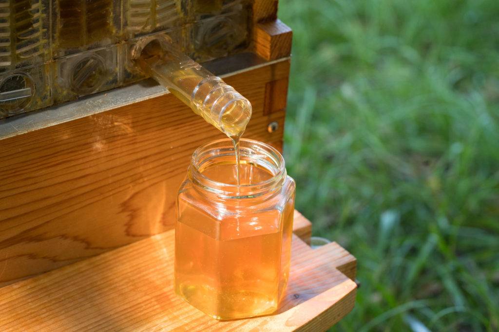 Откачка меда у пчел - описание процесса и видео