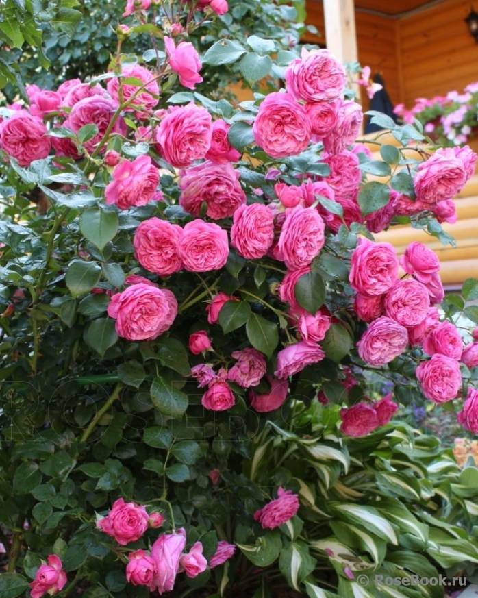 Розы тантау — история происхождения, лучшие сорта, описание вида