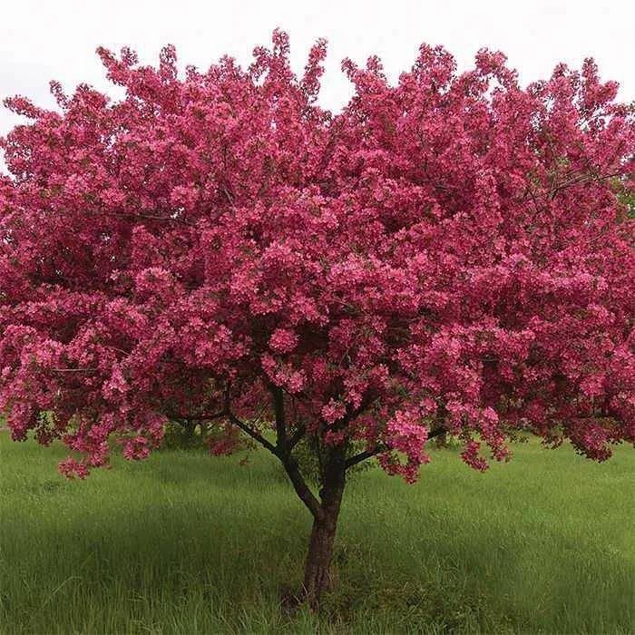 О яблоне Роялти: описание сорта, характеристики, агротехника, выращивание