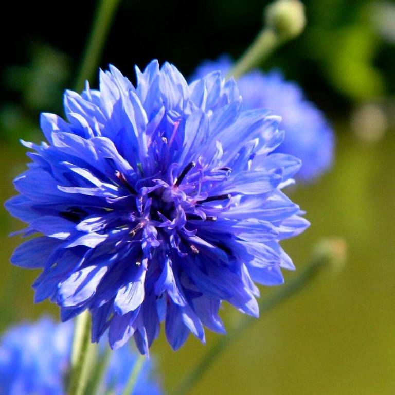 Василек синий — описание и фото цветка