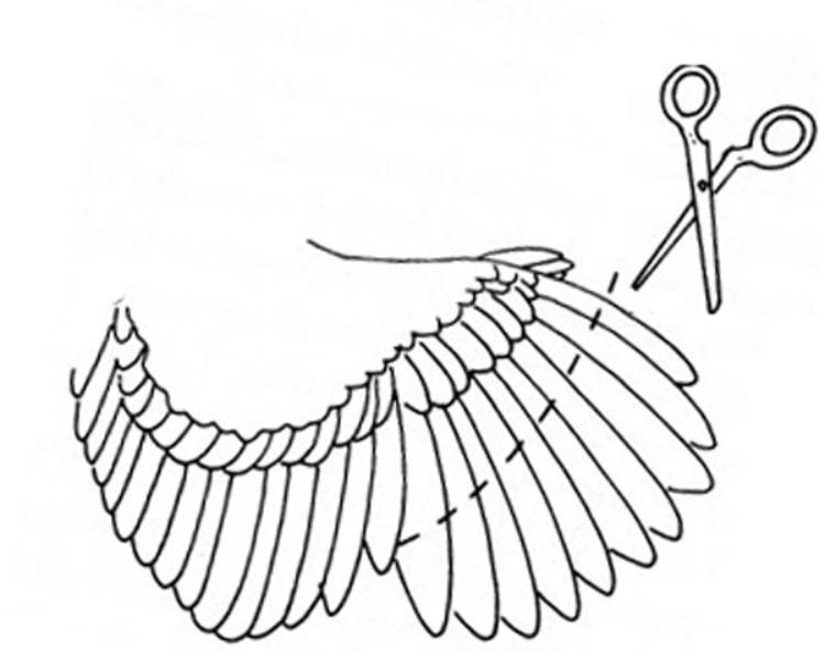 Как обрезать крылья курам и петухам, чтобы не перелетали через забор