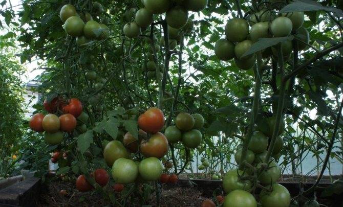 Отличная находка для огородников — томат спрут сливка