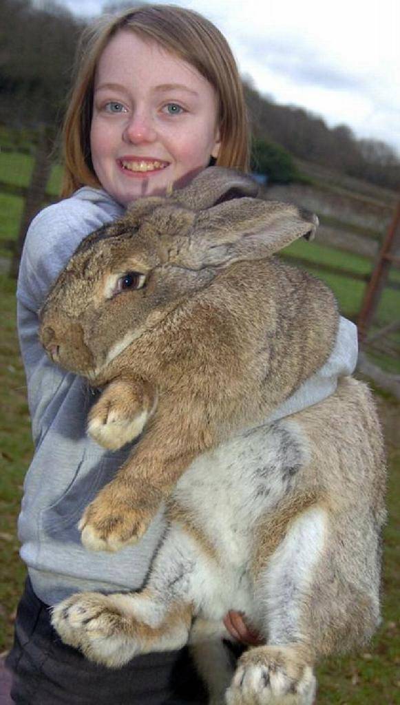 Самый большой кролик в мире и самый маленький кролик
