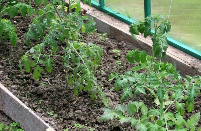 Как выращивать помидоры под укрывным материалом - сад и огород