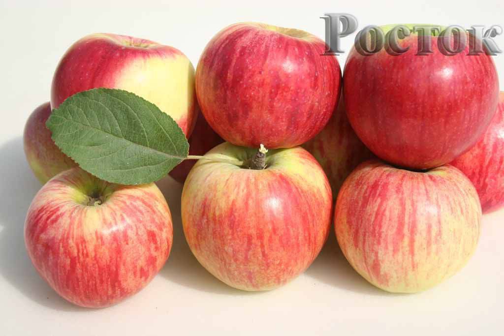 Выращивание популярной яблони сорта «джонатан»