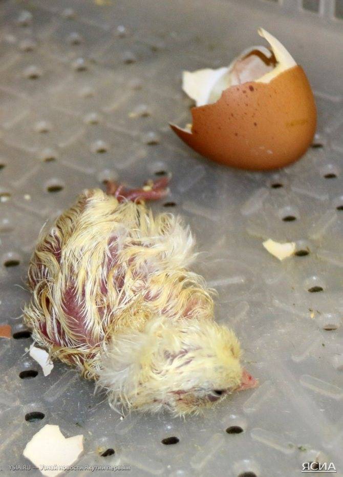 ᐉ можно ли помогать цыплятам вылупляться в инкубаторе: цыпленок вылупился с кишками наружу - zooshop-76.ru