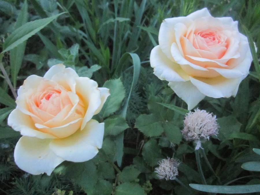Характеристика и описание сорта розы гейша, выращивание и уход