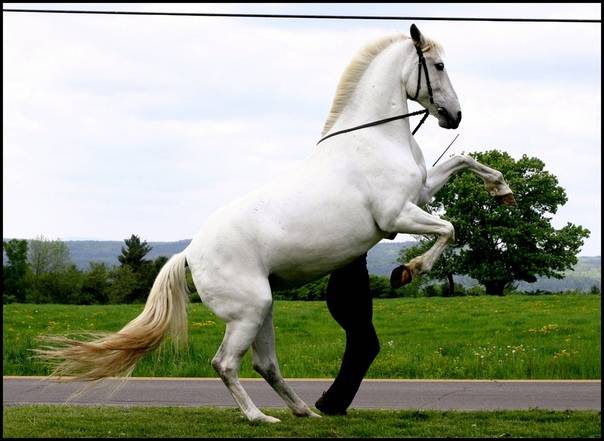 Миниатюрные лошади фалабелла: описание с фото, история, уход и разведение