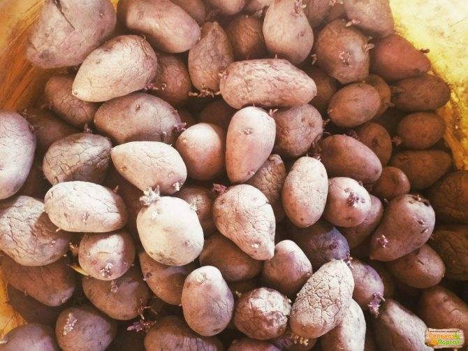 Сорт картофеля эльмундо: описание, агротехника выращивания и уход