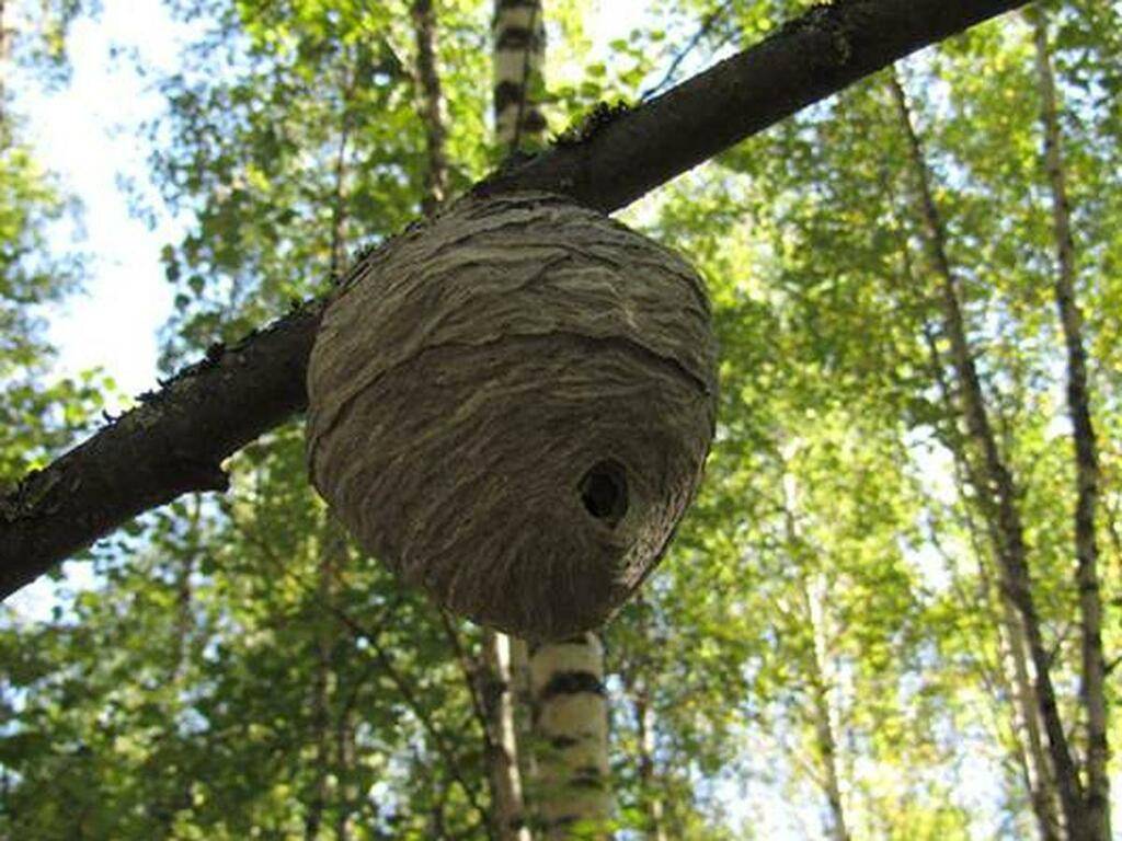 Уничтожение осиного гнезда в труднодоступном месте