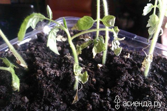 Что делать если сохнут листья у рассады помидор – 8 причин и 6 болезней, поражающих растения