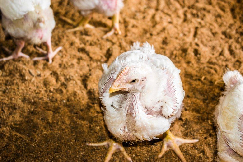 Болезни цыплят: названия и описания симптомов, как лечить