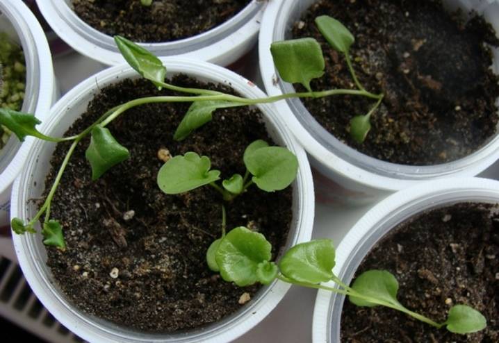 Узнайте, как вырастить фуксию в домашних условиях из семян, с этими полезными рекомендациями