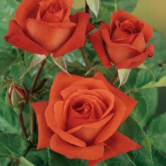 Роза терракота: описание прекрасной грандифлоры красно-кирпичного цвета