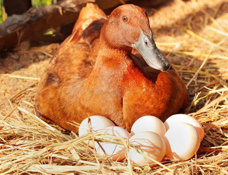 ✅ сколько дней сидит гусыня на яйцах: время высиживания, сколько яиц кладут