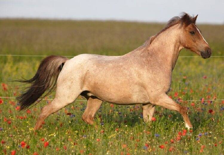 ᐉ мышастая масть лошади: характеристика, особенности, разновидности - zooon.ru