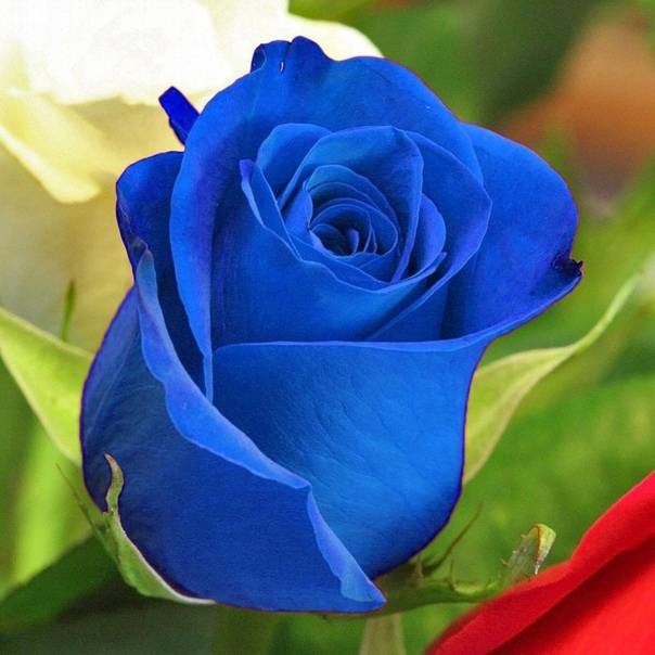 О синих розах: существуют ли в природе розы синего цвета, выращивание в колбах