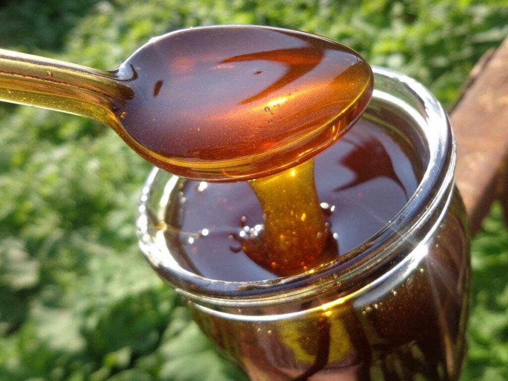 Вредный для пчел и полезный для человека падевый мёд