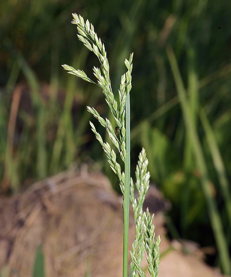 Газонная трава мятлик луговой (ползучий)