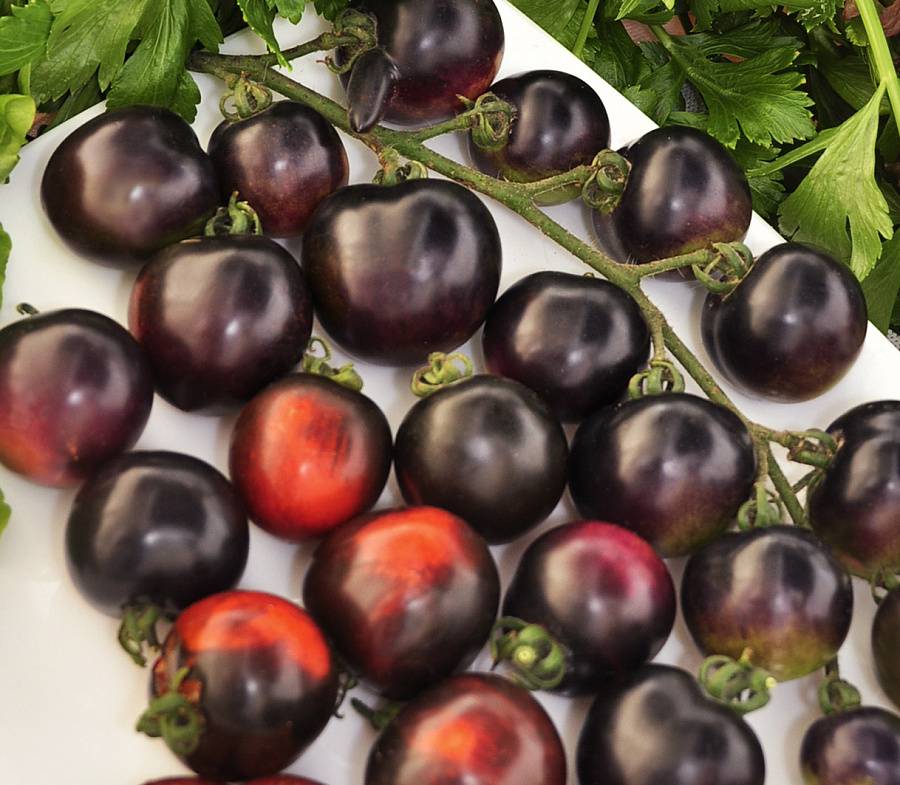 Лучшие сорта черных помидор и все их особенности. полезная информация