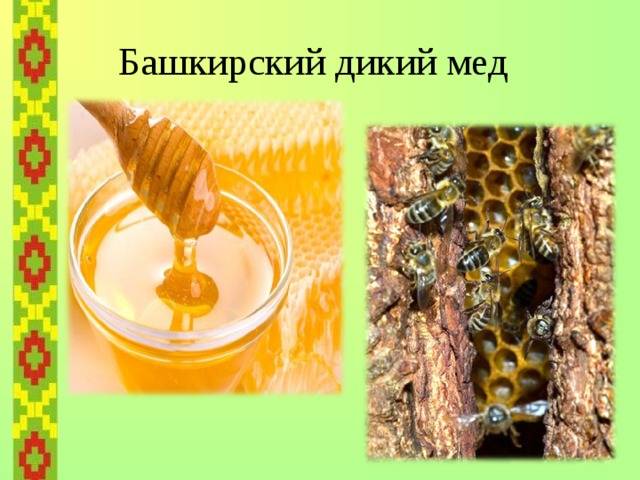 Бортевой мед диких пчел: лечебные свойства, как его принимать