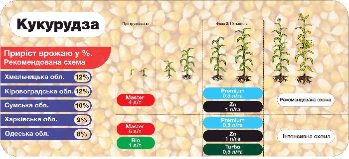 Чем подкормить кукурузу: 4 вида удобрений и время их внесения