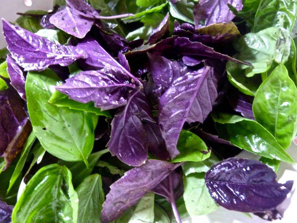 Зеленый базилик: что это, фото, полезные свойства, особенности использования, сорта, отличие от фиолетового, противопоказания, применение в кулинарии