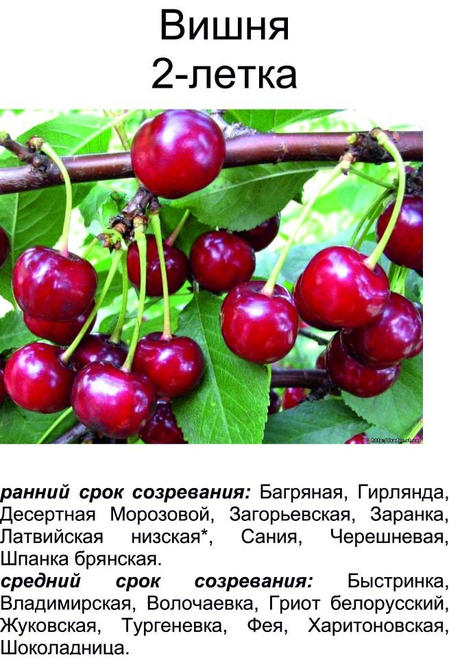 Сорта вишни для нижегородской области