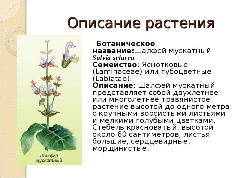 Шалфей луговой: описание, фото, лечебные свойства