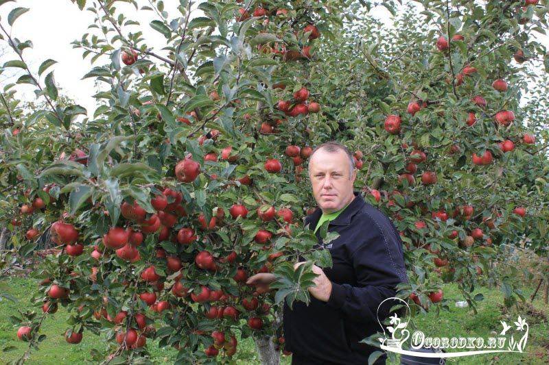 Характеристики и описание сорта яблони пепин шафранный, особенности выращивания и ухода
