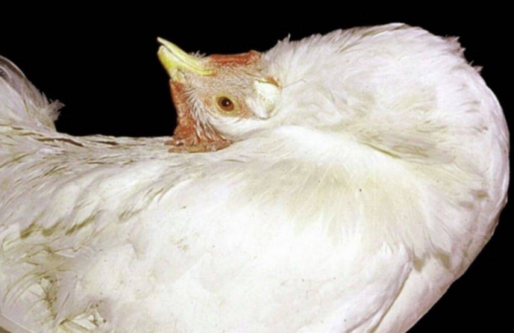 О болезни Марека у кур и цыплят: симптомы и лечение заболевания птицы