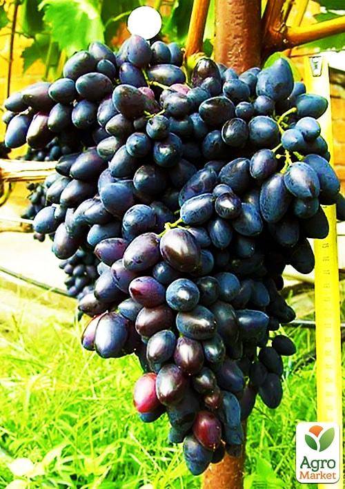 Раннеспелый сорт винограда надежда азос