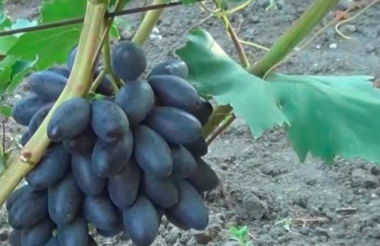 Описание сорта винограда велика: фото и отзывы | vinograd-loza