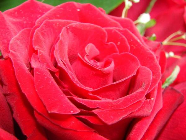 Сорта роз: краткое описание сортов роз с фотографиями (60 фото)