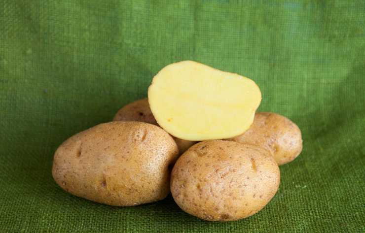 Самые вкусные и урожайные сорта картофеля