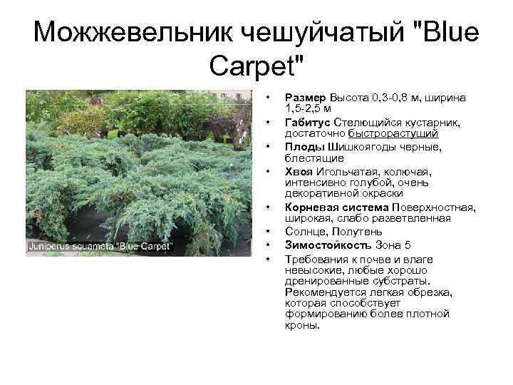 Можжевельник скальный: описание растений, лучшие сорта фото, советы и рекомендации, как посадить и вырастить можжевельник