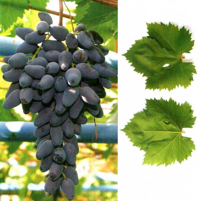 Виноград памяти негруля: особенности посадки этого сорта и ухода за ним, отзывы и фото