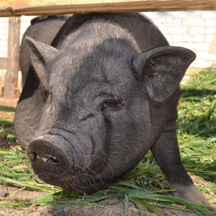 Вьетнамские свиньи: содержание вислобрюхой свиньи в домашних условиях, ее кормление после опороса и отзывы об уходе за поросятами