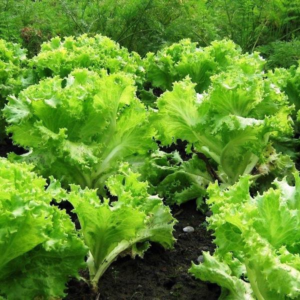 Виды и сорта листового салата: разновидности и названия, ранние и лучшие