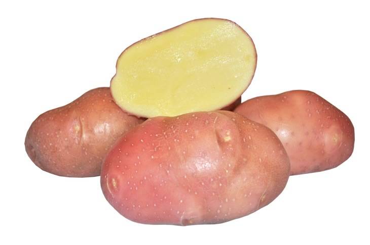 Картофель сорта беллароза: фото, описание, характеристики, отзывы
