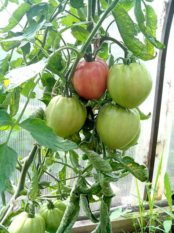 Основные характеристики сорта томата абаканский розовый, описание и особенности плодоношения