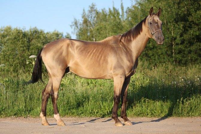 Каурая масть лошади: какого цвета каурая лошадь, описание, расцветки